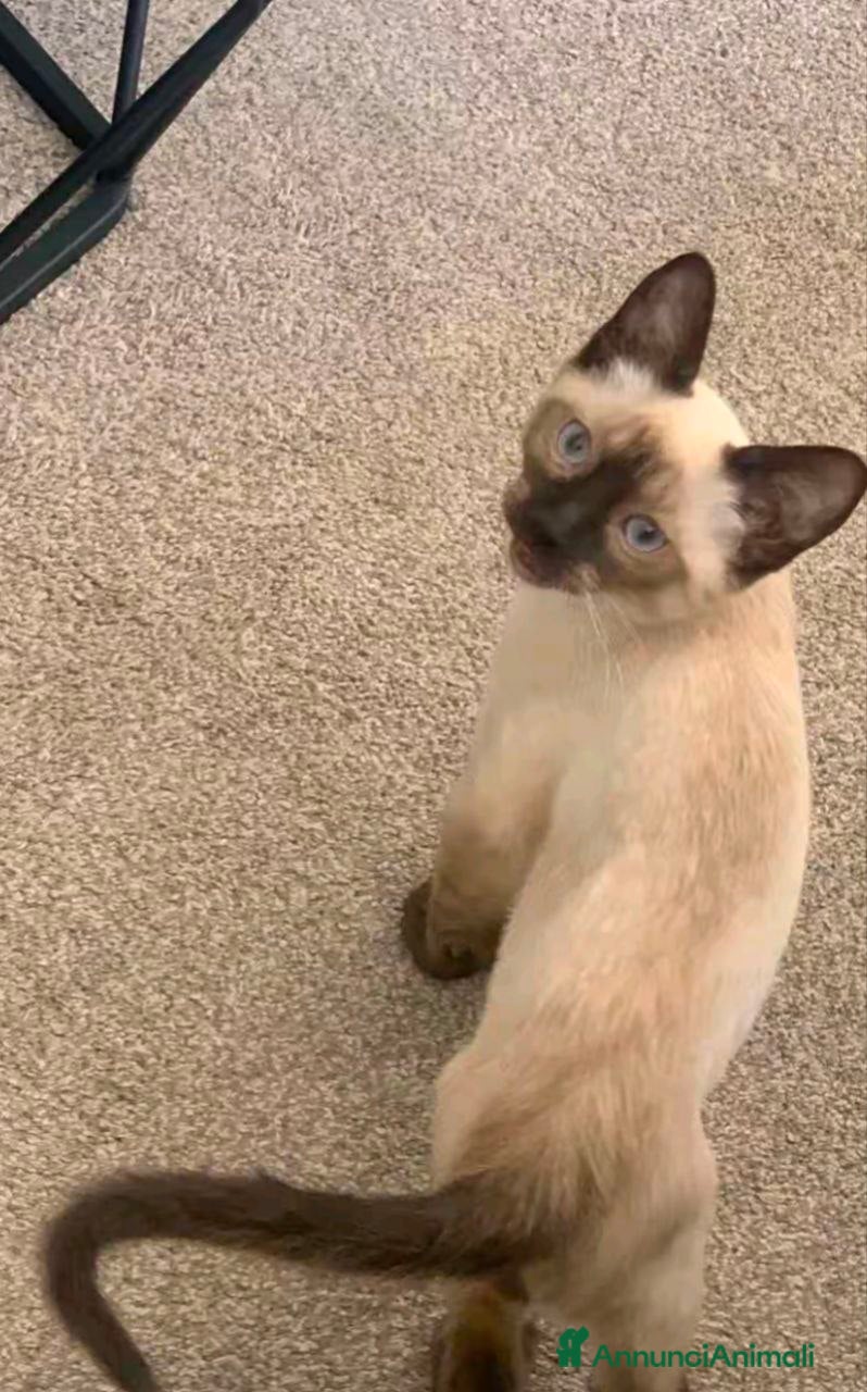 Siamese gatti Adozione mashio e femmina gattini siamese - Annuncio 34
