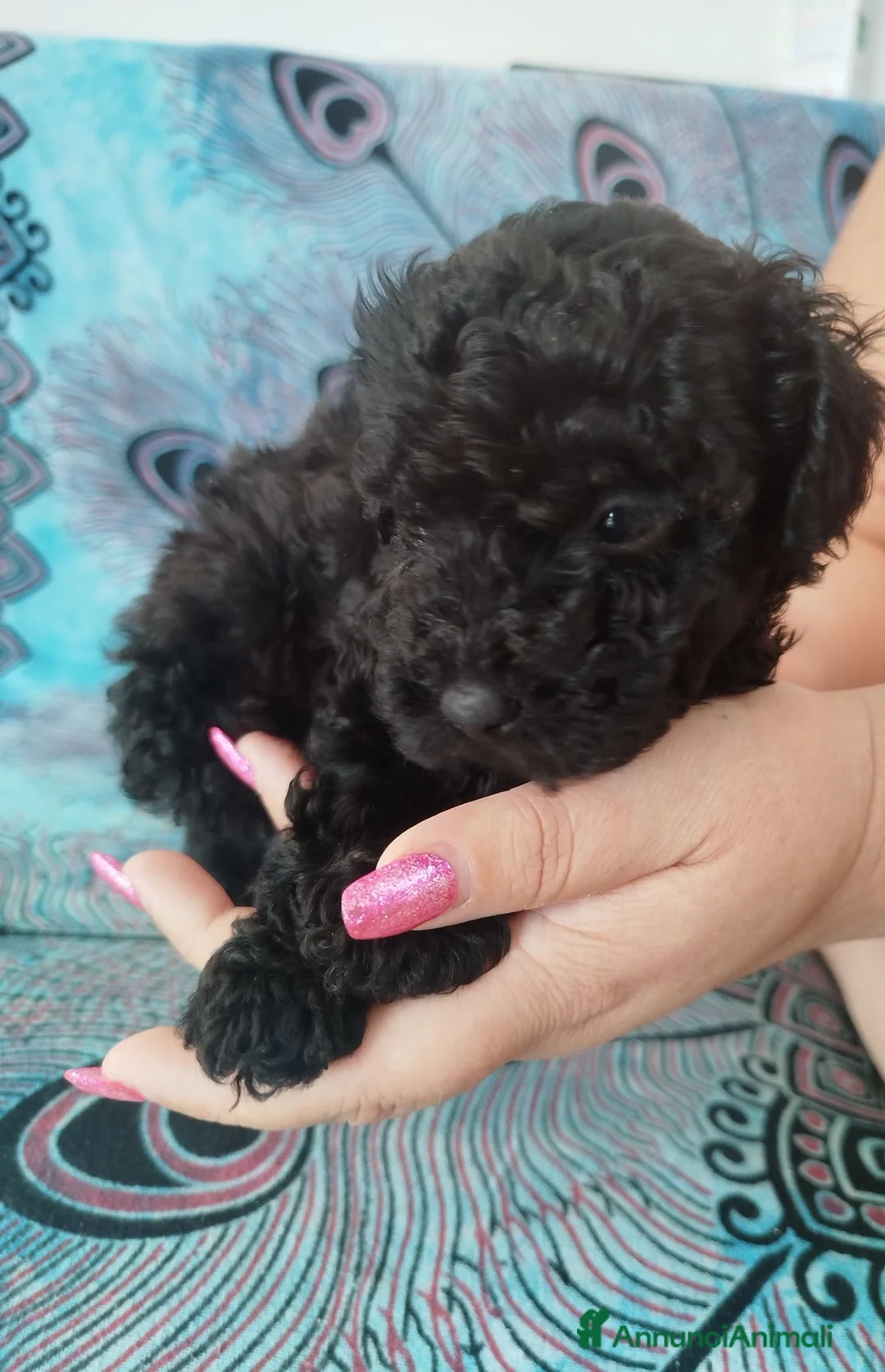 Barboncino cani in vendita: Barboncini nani a Provincia di Lucca - Annuncio 2