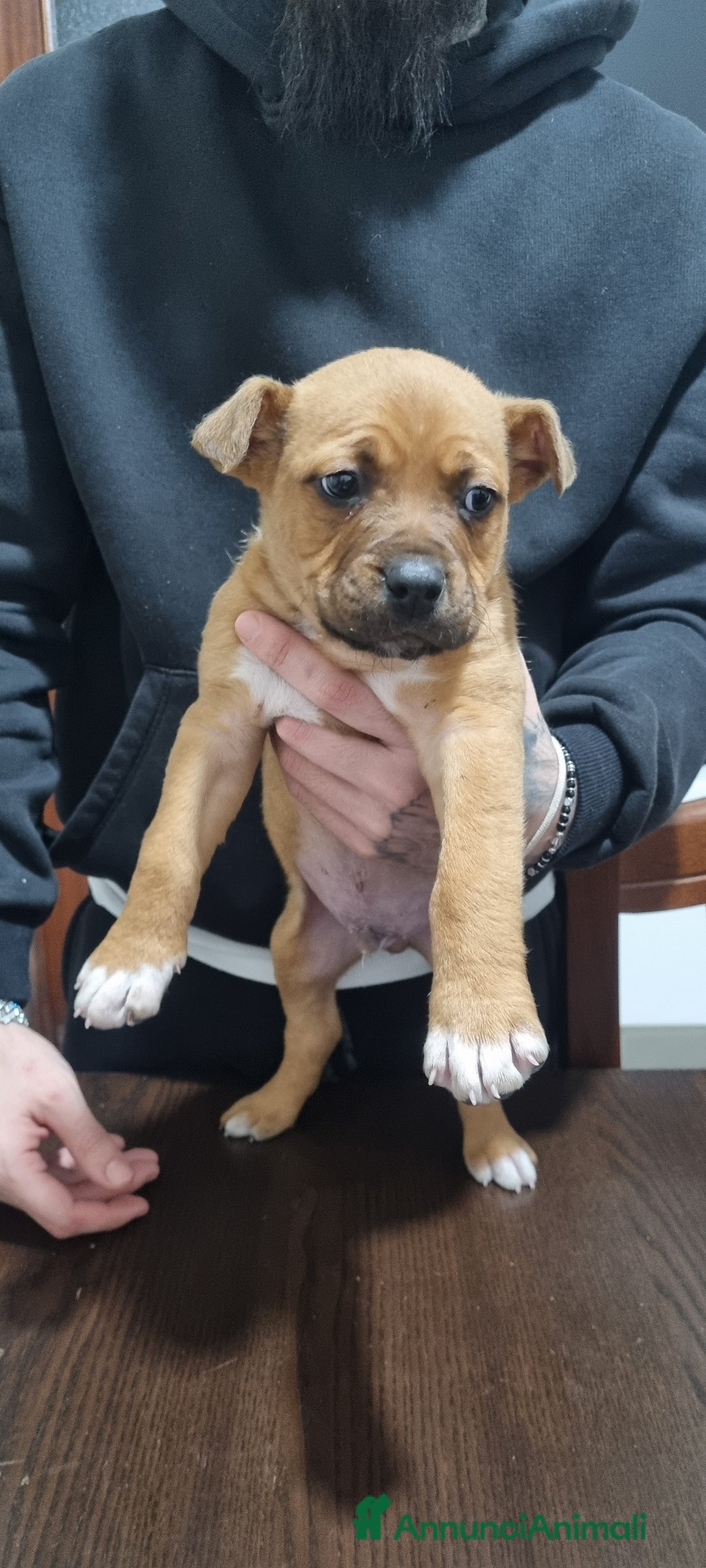 Pitbull cani in vendita: Pitbull amstaff  - Annuncio 2