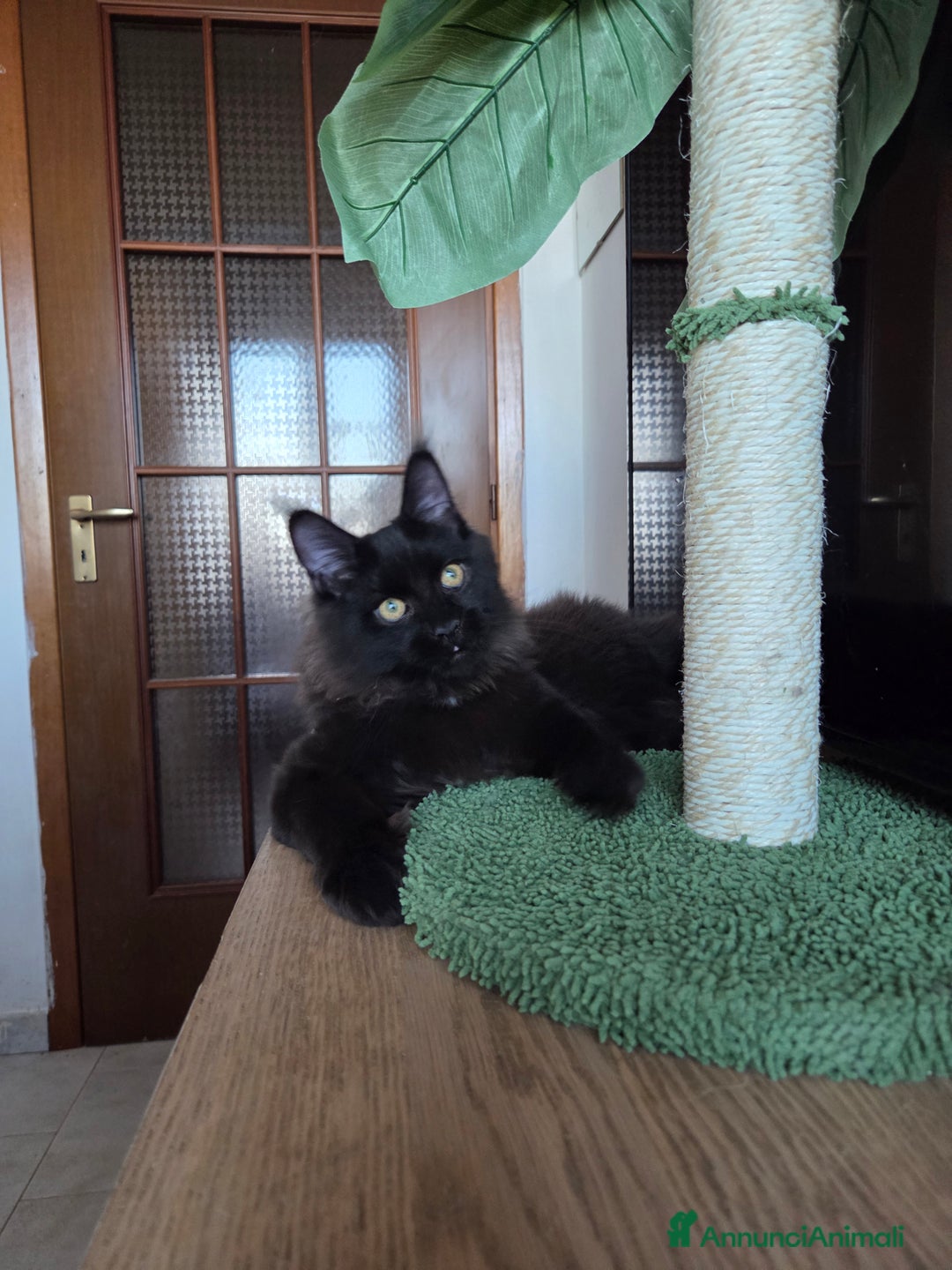 Maine Coon gatti in vendita: Ultimi 4 cuccioli Maine Coon - Annuncio 22