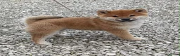 Shiba Inu cani in vendita: SHIBA INU Altissima genealogia cuccioli - Annuncio 2
