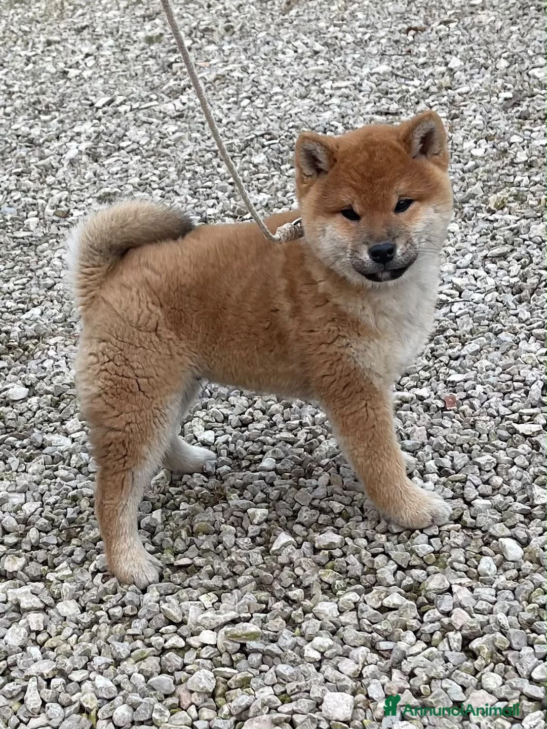 Shiba Inu cani in vendita: SHIBA INU Altissima genealogia cuccioli - Annuncio 2