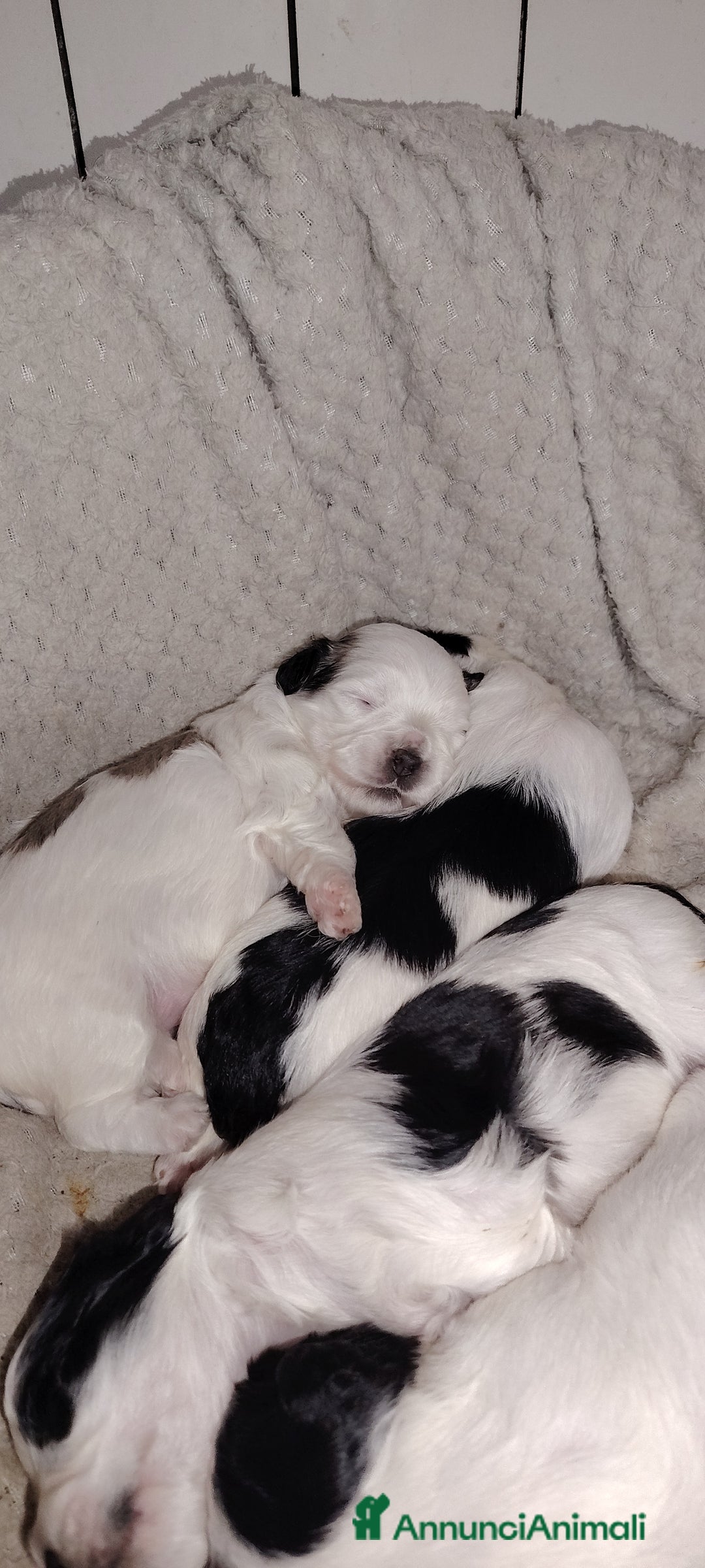 Meticcio cani in vendita: 2 femmine e 2 maschi - Annuncio 6