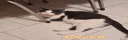 Europeo gatti in regalo: TIGER E #COCCO DUE AMICI DA NON SEPARARE a Città metropolitana di Milano - Annuncio 2