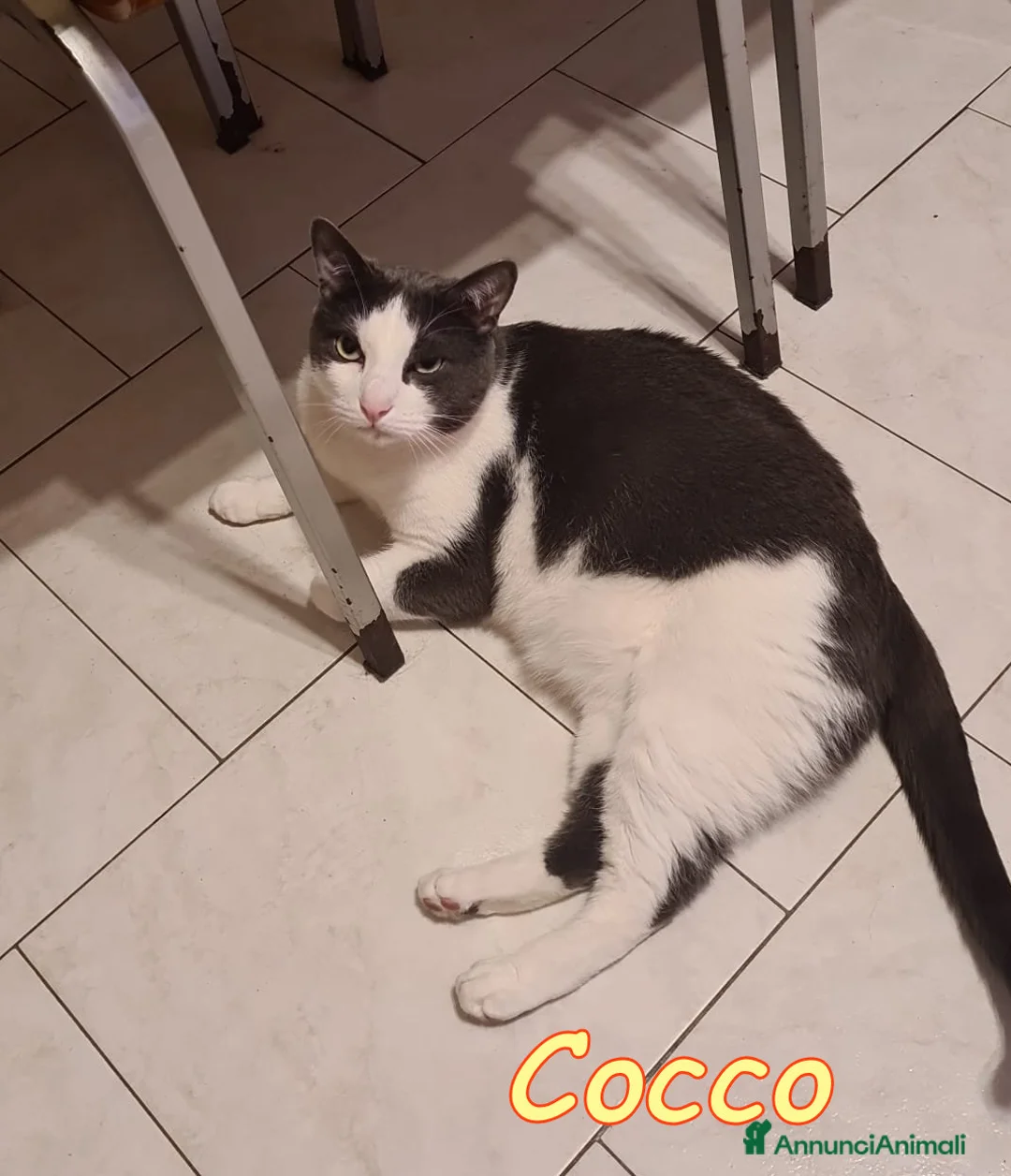 Europeo gatti in regalo: TIGER E #COCCO DUE AMICI DA NON SEPARARE a Città metropolitana di Milano - Annuncio 2