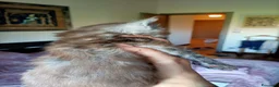 Maine Coon gatti in vendita: Cucciolo Maine Coon - Annuncio 5
