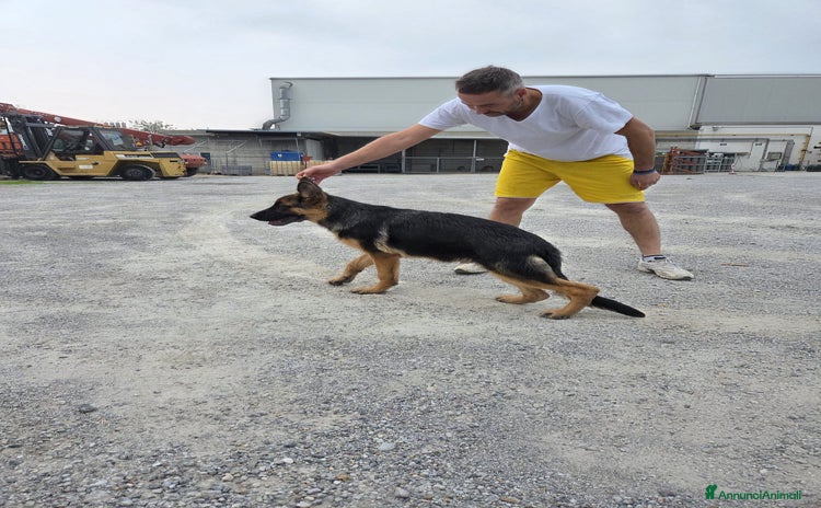 Pastore Tedesco cani - Annuncio 2