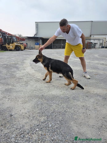 Pastore Tedesco cani - Annuncio 2