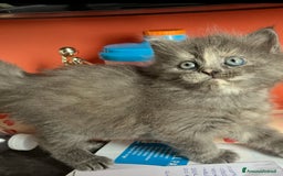 Siberiano gatti in vendita: Gatti siberiani  a Provincia di Biella - Immagine 8