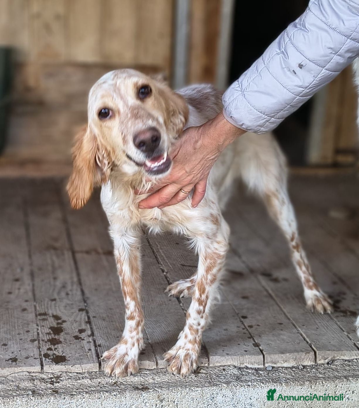 Setter Inglese cani Napi. - Annuncio 2