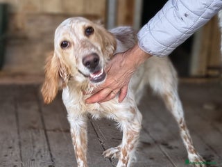 Setter Inglese cani Napi. - Annuncio 2