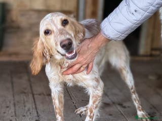 Setter Inglese cani Napi. - Annuncio 2