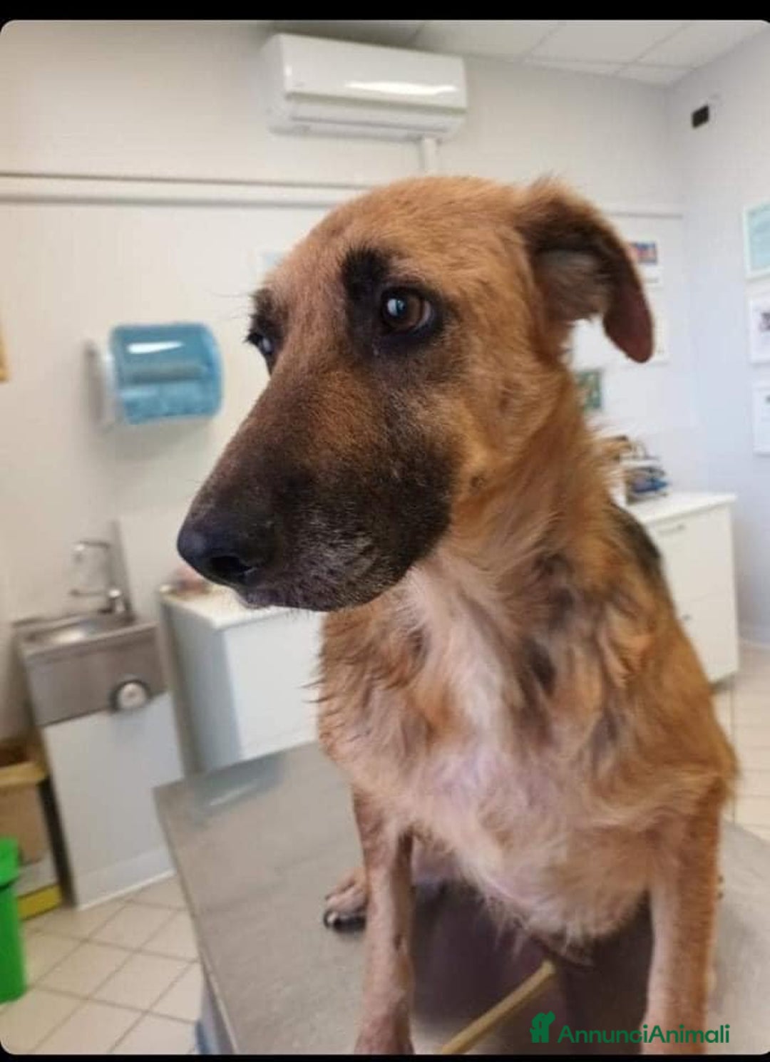 Meticcio cani in regalo: LUNA  a Provincia di Avellino - Annuncio 1