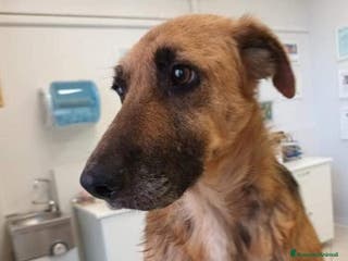 Meticcio cani LUNA a Provincia di Avellino - Annuncio 8