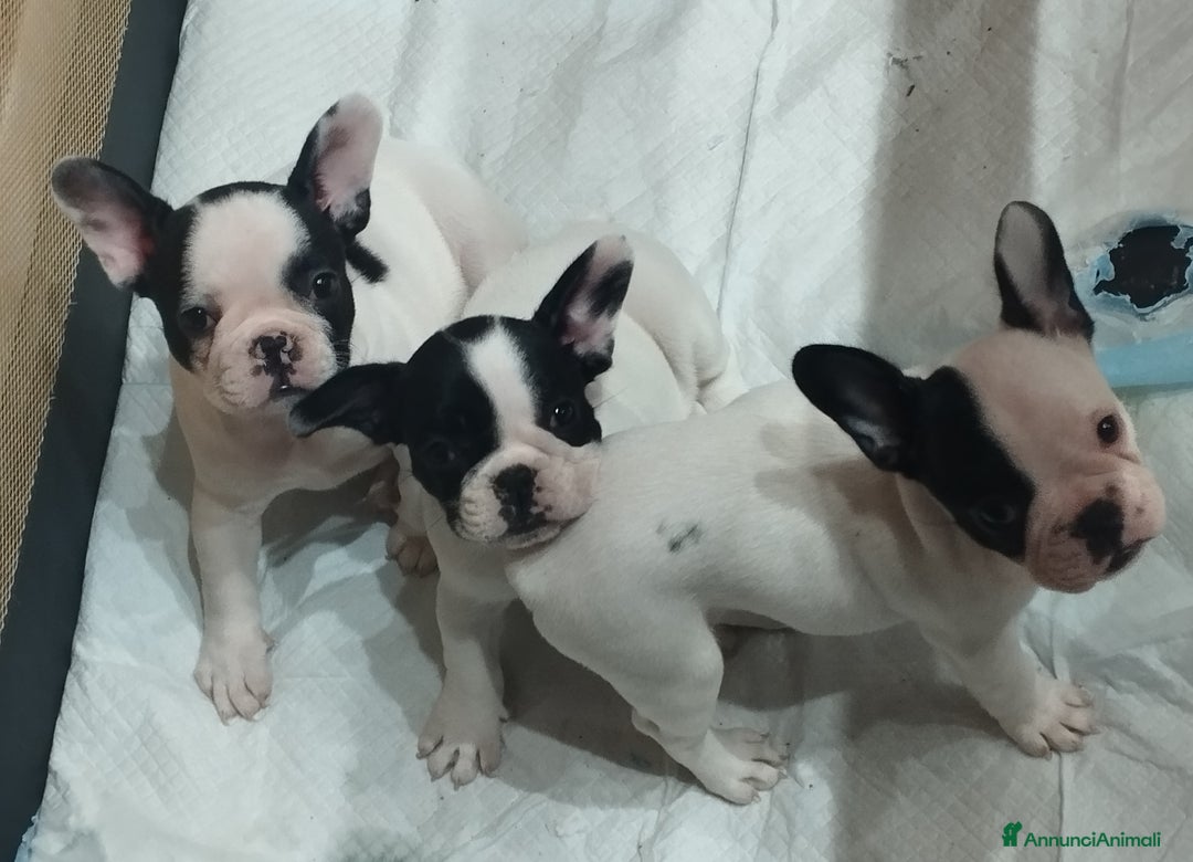 Bulldog Francese cani in vendita: Bulldog francese  - Annuncio 2