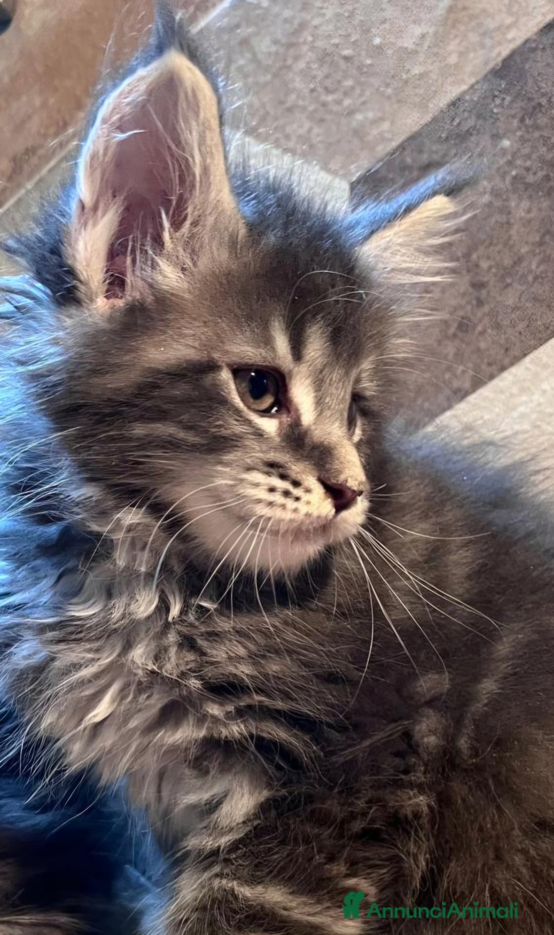 Maine Coon gatti in vendita: Cuccioli di Maine Coon Top linea estera - Annuncio 5