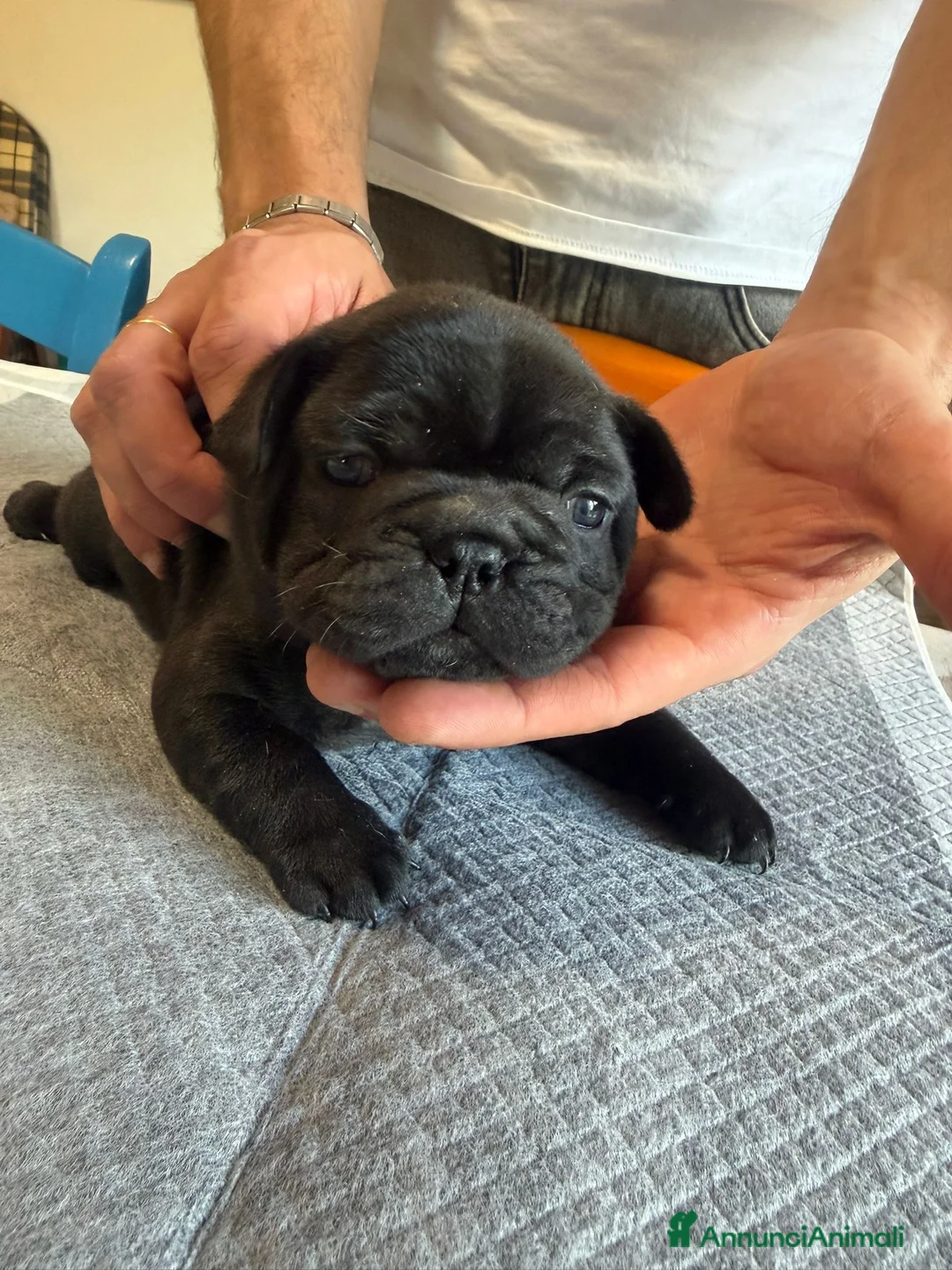 Bulldog Francese cani in vendita: bulldog francese bull dog animali - Annuncio 1