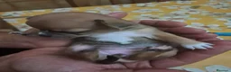 Chihuahua cani in vendita: Chihuahua  - Annuncio 2