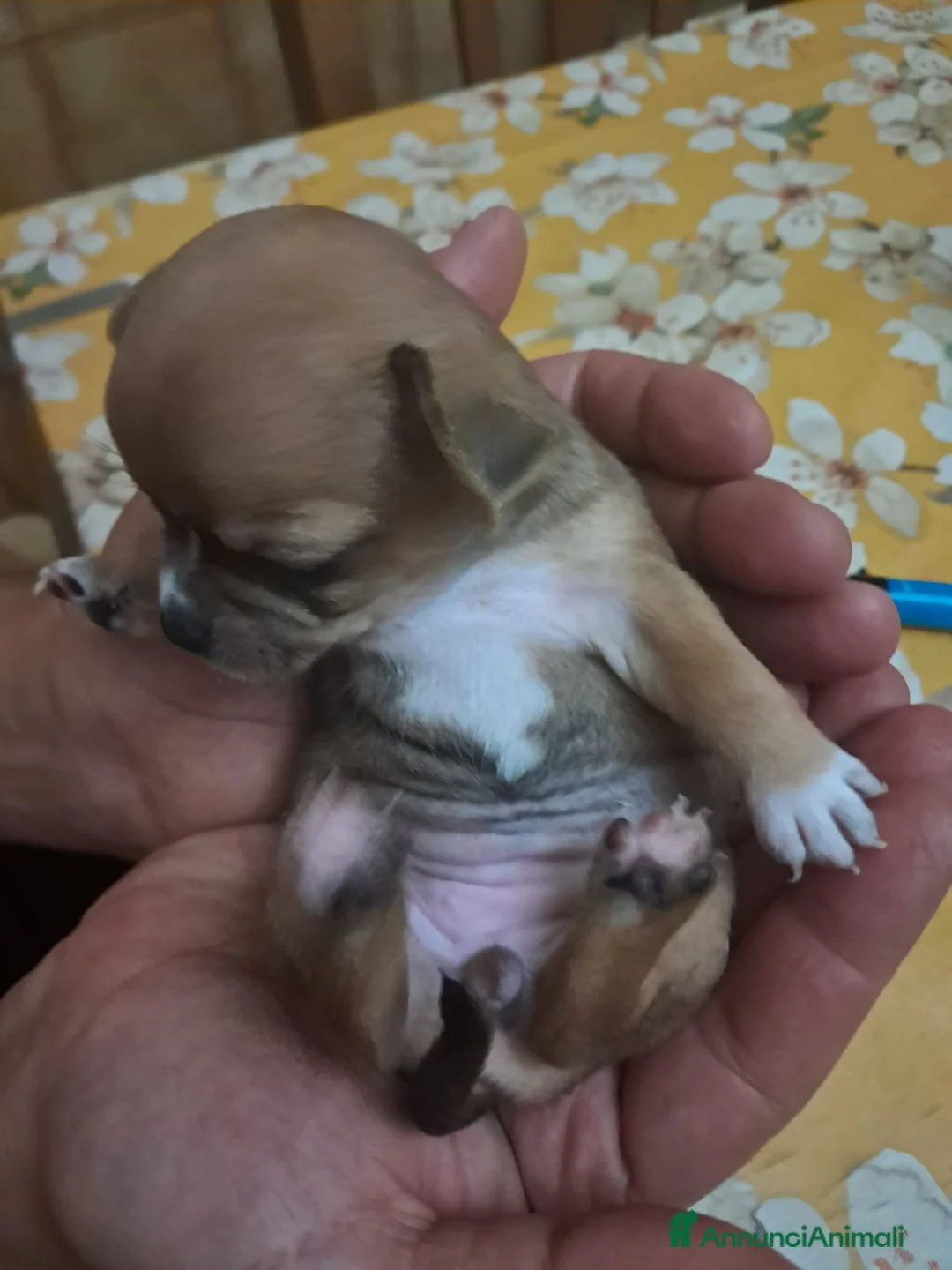 Chihuahua cani in vendita: Chihuahua  - Annuncio 2