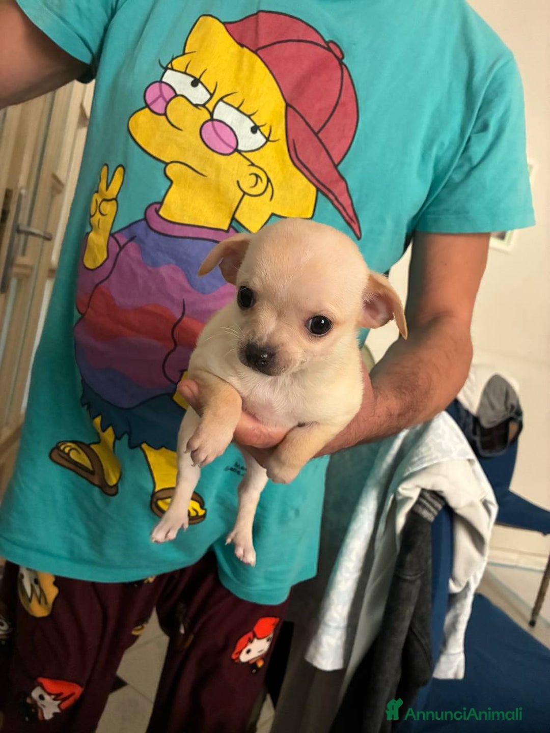 Chihuahua cani in vendita: Chihuahua una femmina e un maschio - Annuncio 4