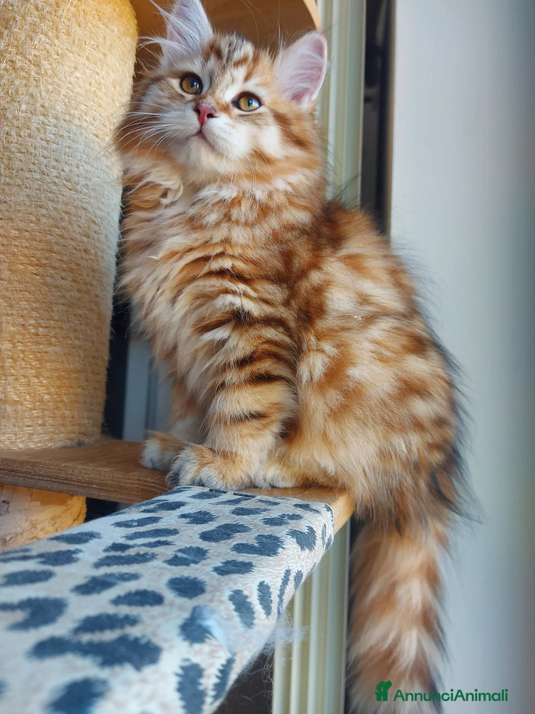 Siberiano gatti in vendita: Cuccioli di gatto Siberiano Certificati  - Annuncio 5