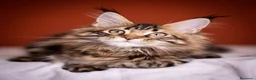Maine Coon gatti in vendita: Gattina splendita dall'allevamento Mainemarie - Annuncio 7