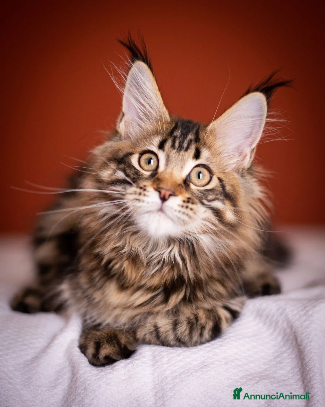 Maine Coon gatti in vendita: Gattina splendita dall'allevamento Mainemarie - Annuncio 17