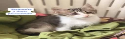 Altre razze gatti in regalo: Gattini desiderosi di trovare famiglia  a Provincia di Prato - Annuncio 3