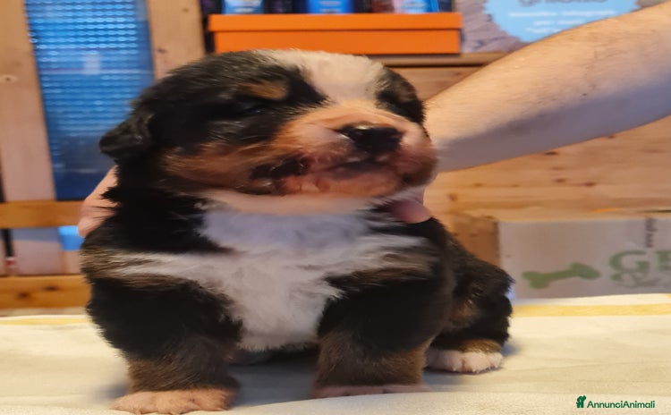 Bovaro del Bernese cani a Provincia autonoma di Trento - Annuncio 16