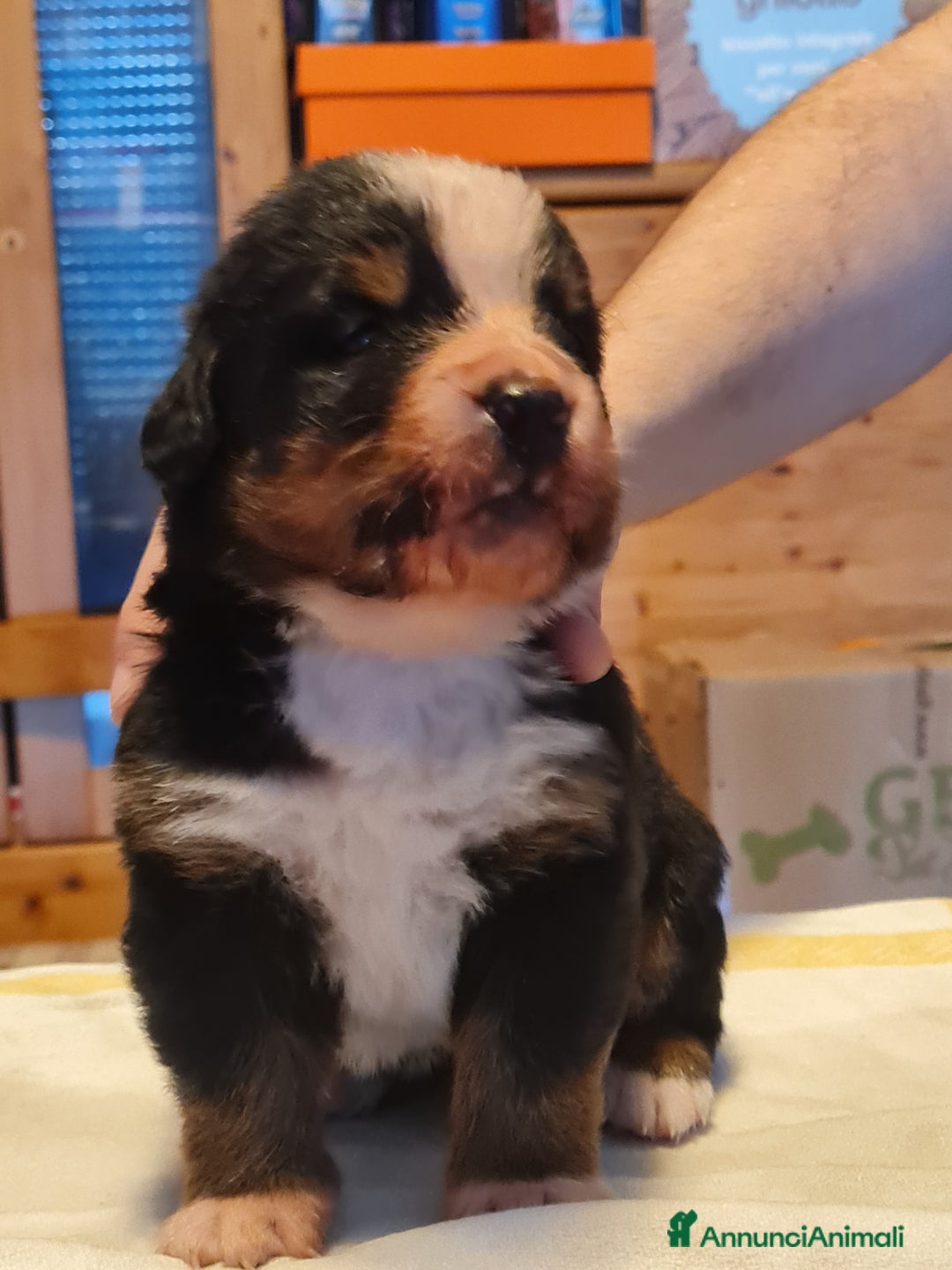 Bovaro del Bernese cani in vendita: BOVARO DEL BERNESE  a Provincia autonoma di Trento - Immagine 1