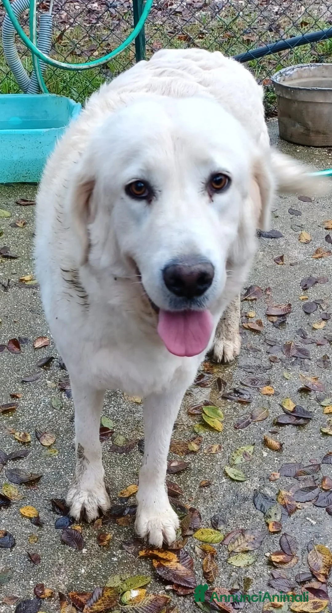 Meticcio cani in regalo: IL DOLCISSIMO E BELLISSIMO LUCKY a Provincia di Pisa - Annuncio 8