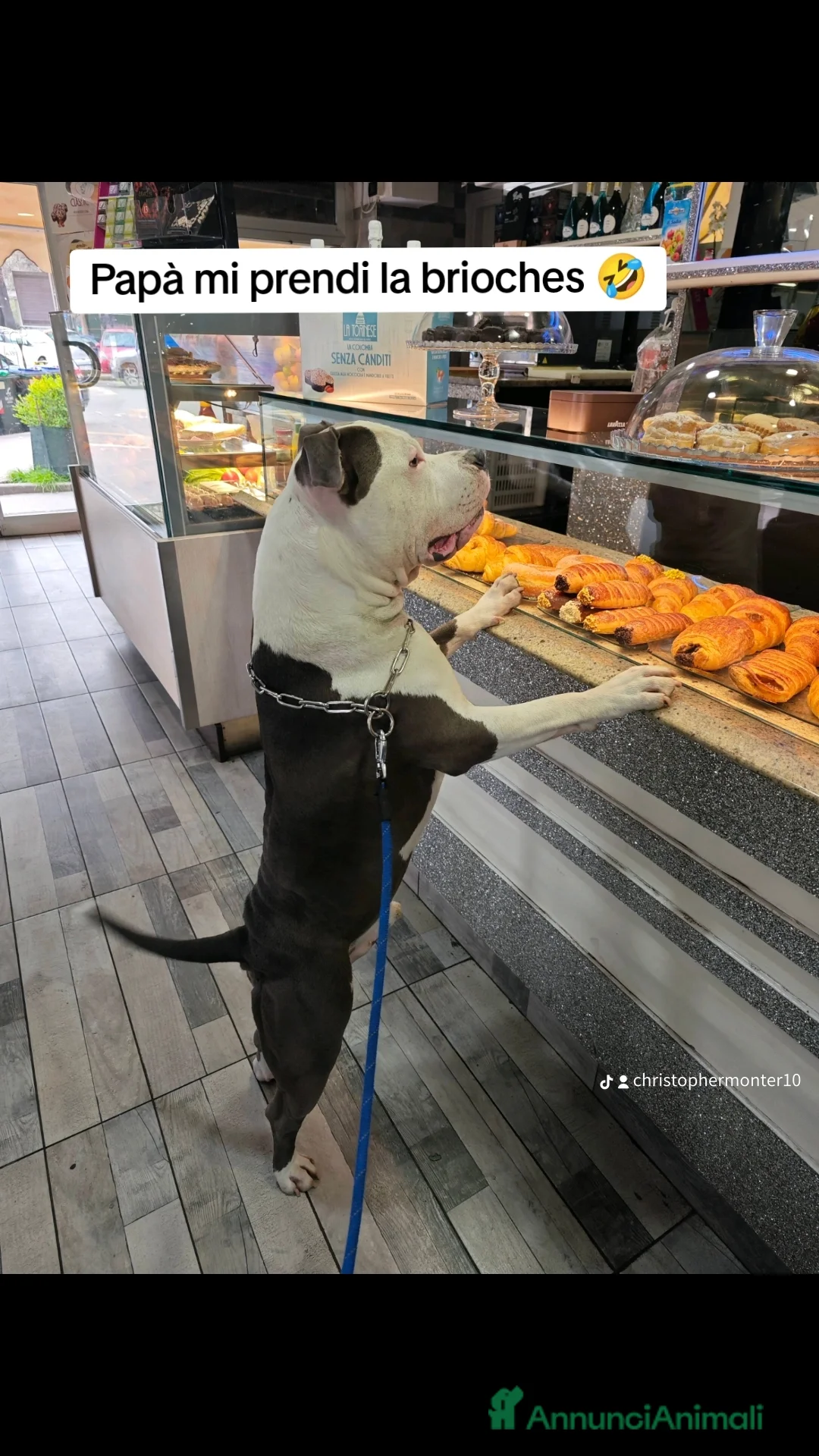 Pitbull cani per accoppiamento: Monta - Annuncio 40