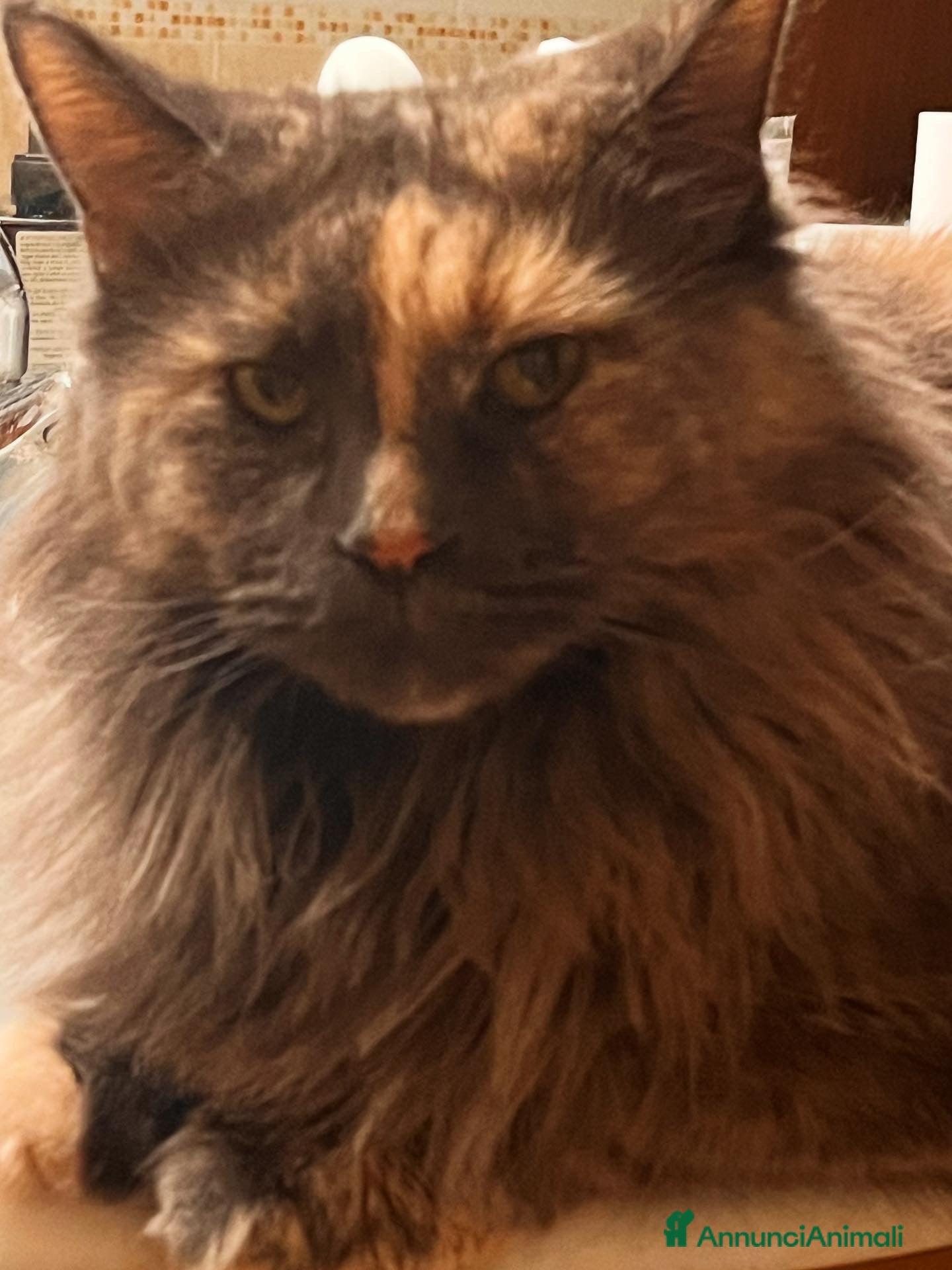 Maine Coon gatti Cuccioli Maine Coon - Annuncio 26