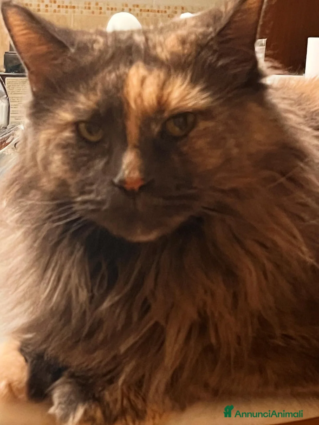 Maine Coon gatti in vendita: Cuccioli Maine Coon - Annuncio 1