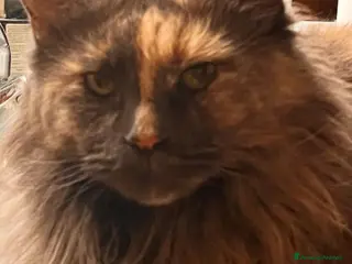 Maine Coon gatti Cuccioli Maine Coon - Annuncio 27