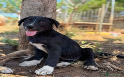 Altre razze cani in regalo: DANA DOLY DORIS 4 MESI (23/02/25) a Provincia di Bergamo - Immagine 2