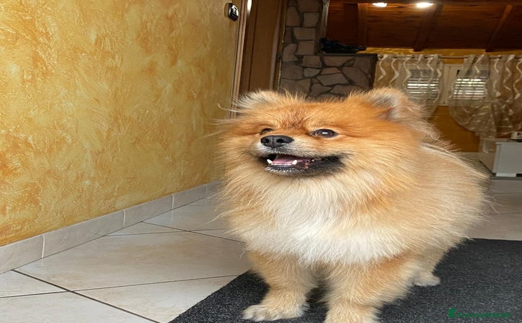 Spitz cani a Città metropolitana di Catania - Annuncio 2