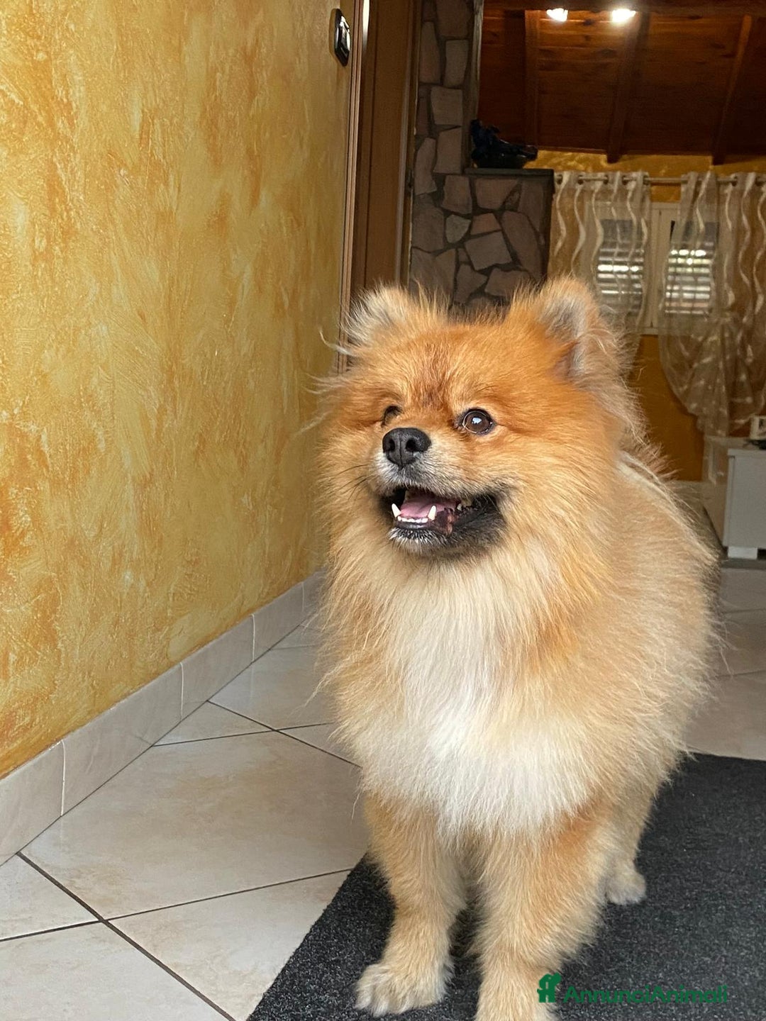 Spitz cani per accoppiamento: Spitz per monta a Città metropolitana di Catania - Immagine 1