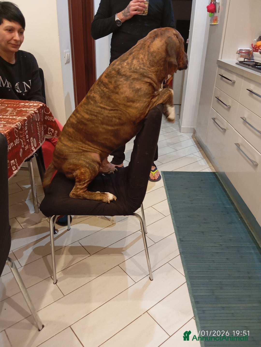 Meticcio cani per accoppiamento: Scyro - Annuncio 1