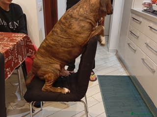 Meticcio cani Scyro - Annuncio 9