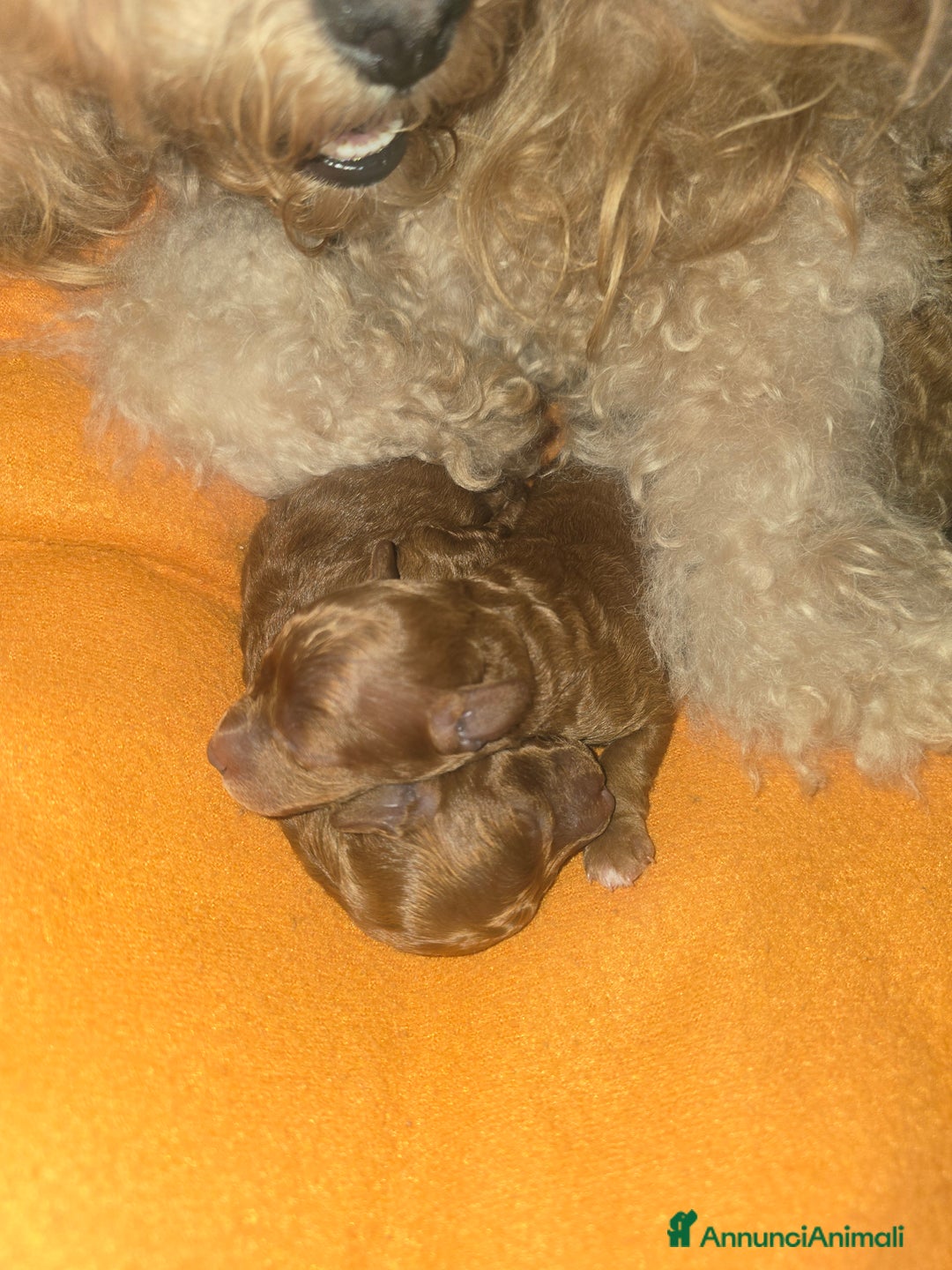 Barboncino Toy cani in vendita: VENDO CUCCIOLI DI BARBONCINO TOY - Annuncio 19