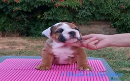 Bulldog cani in vendita: BULLDOG INGLESE  a Provincia di Latina - Immagine 2