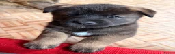 Akita Americano cani in vendita: Akita Americano - Annuncio 14
