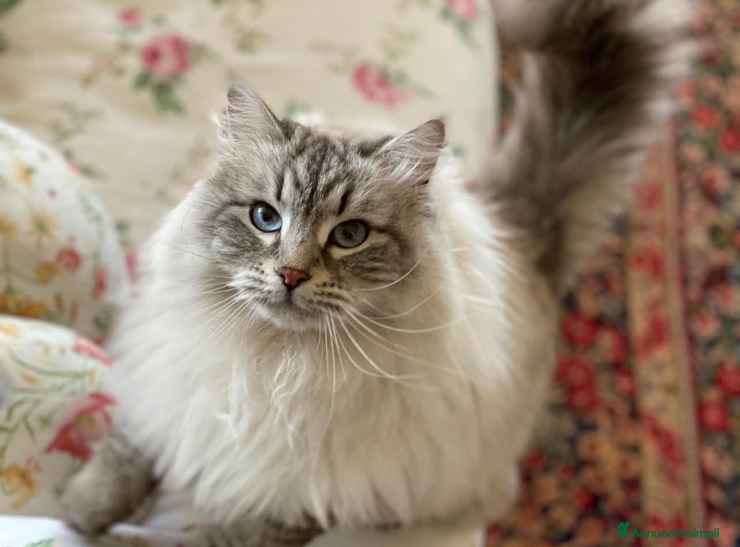 Siberiano gatti in vendita: Cuccioli di Siberiano pedigree ANFI - Annuncio 4