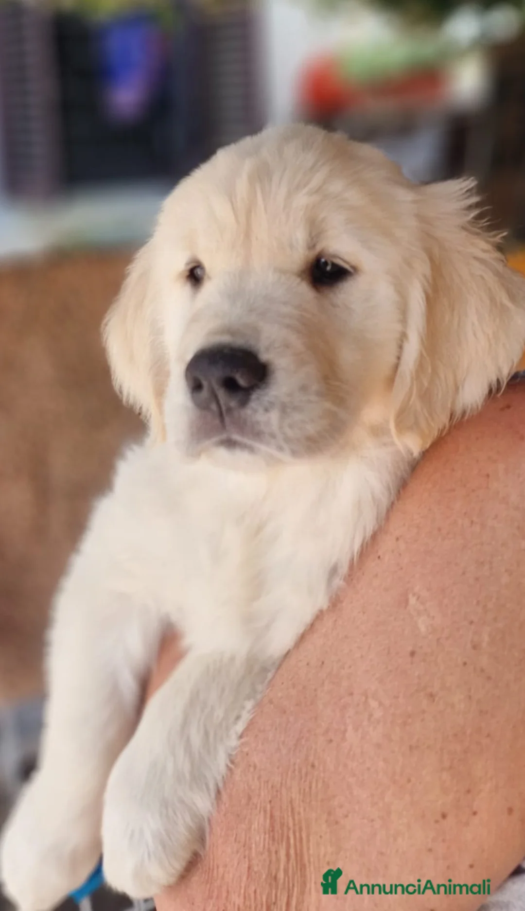 Golden Retriever cani in vendita: Golden retriever pronta consegna  - Annuncio 9