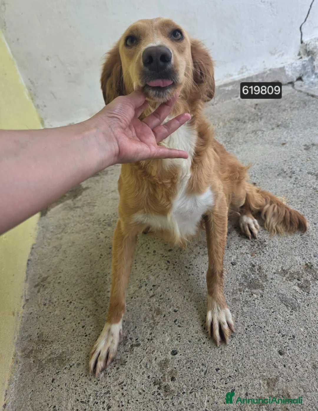 Meticcio cani in regalo: Zanetti - Annuncio 1