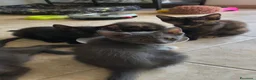 Maine Coon gatti in vendita: Cuccioli Maine Coon a Provincia di Macerata - Annuncio 19