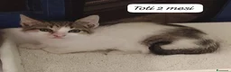 Altre razze gatti in regalo: Tanti gattini desiderosi di trovare famiglia  a Provincia di Bergamo - Annuncio 3