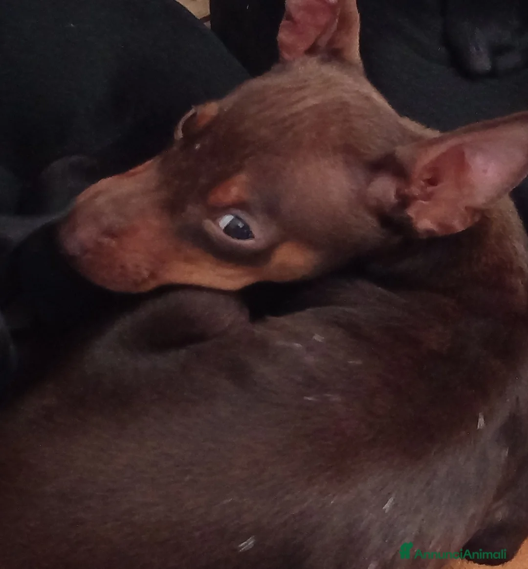 Pinscher Miniatura cani in vendita: Cucciolo di Pinscher bicolore focato  - Annuncio 3