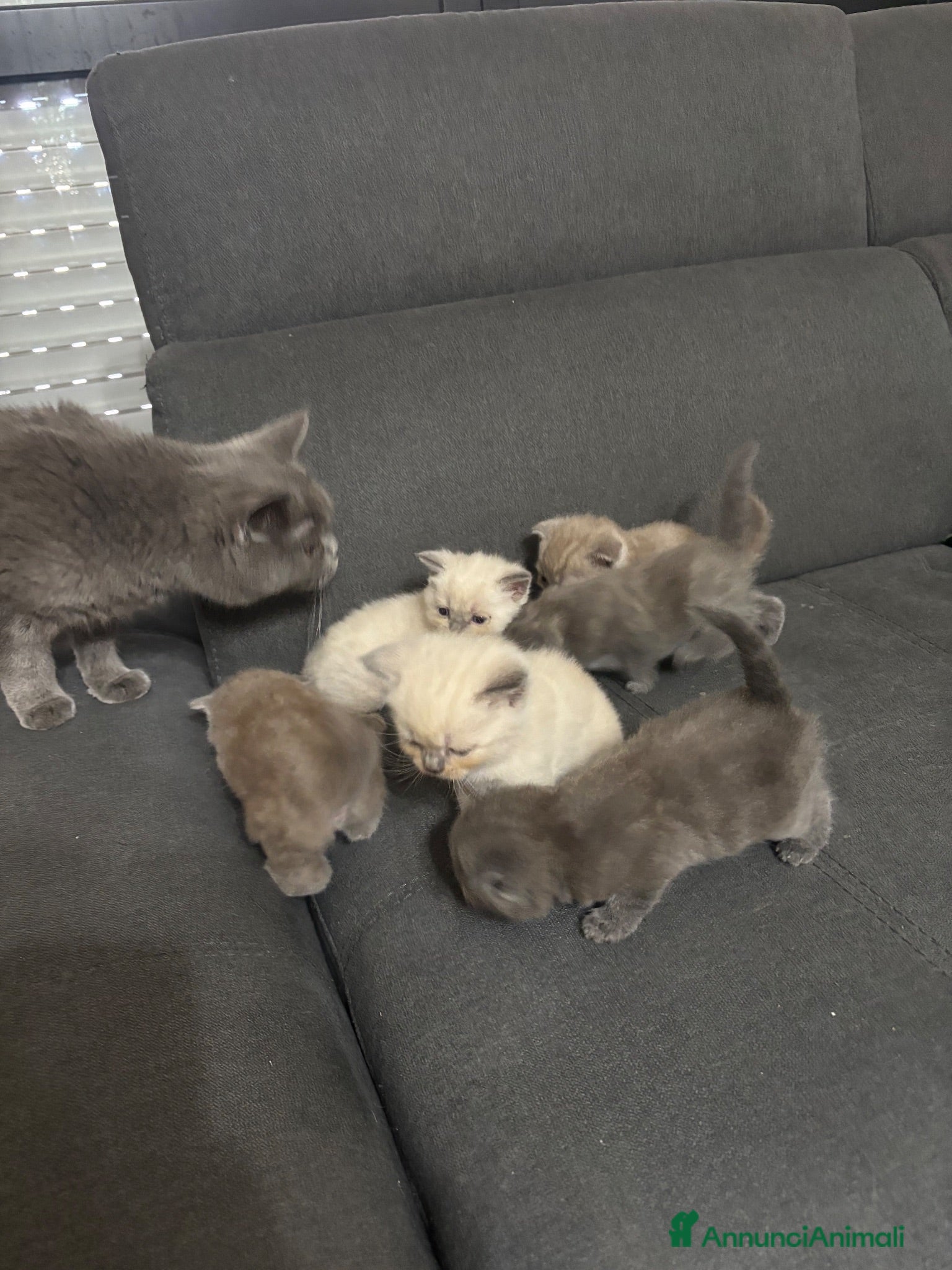 British gatti Bellissimi gattini cercano una mamma e un papà - Annuncio 1